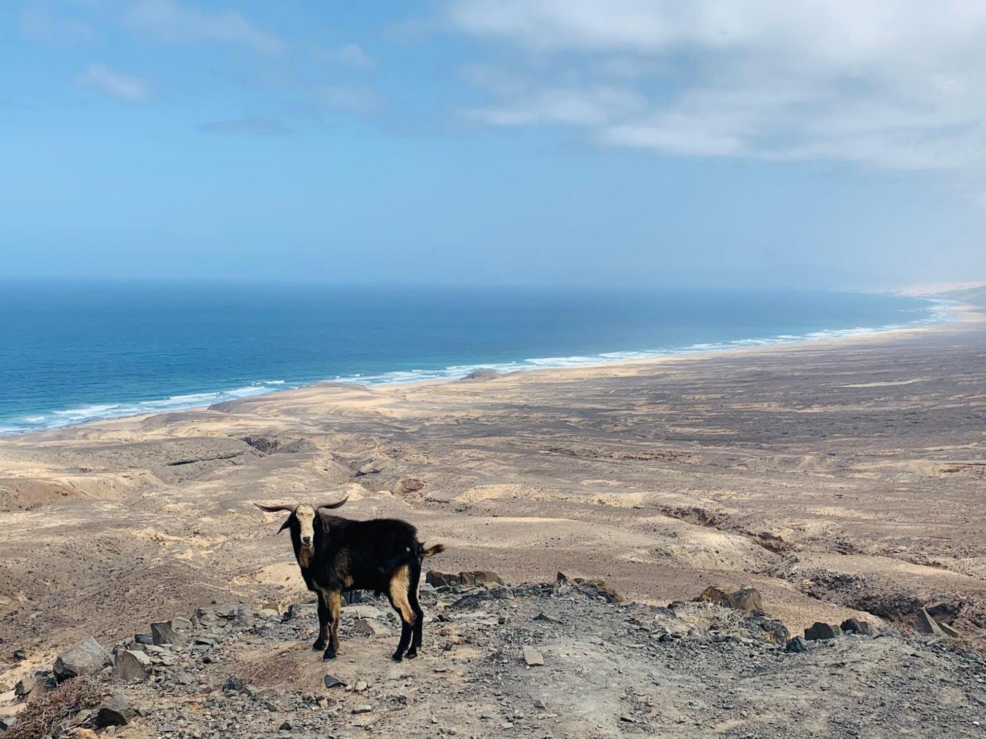 Villas Y Apartamentos El Sultan Corralejo Eksteriør bilde